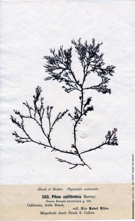 Pikea californica.jpg